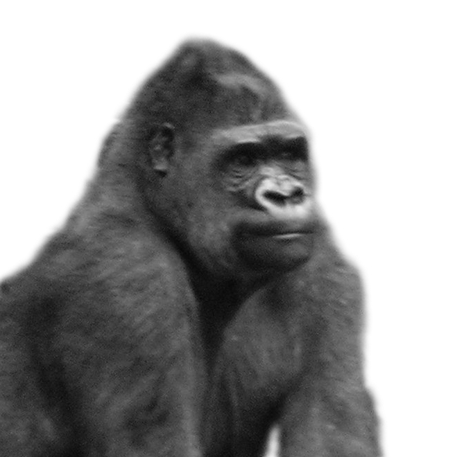 bild:gorilla.jpg